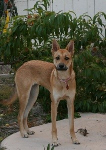 What Breed is My Dog?